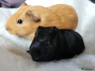 Guinea Pig rodents Baby boar Guinea pig pair - Advert 1