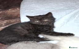 British Shorthair cats for sale: 5 British Shorthair Kittens For Sale - Image 8