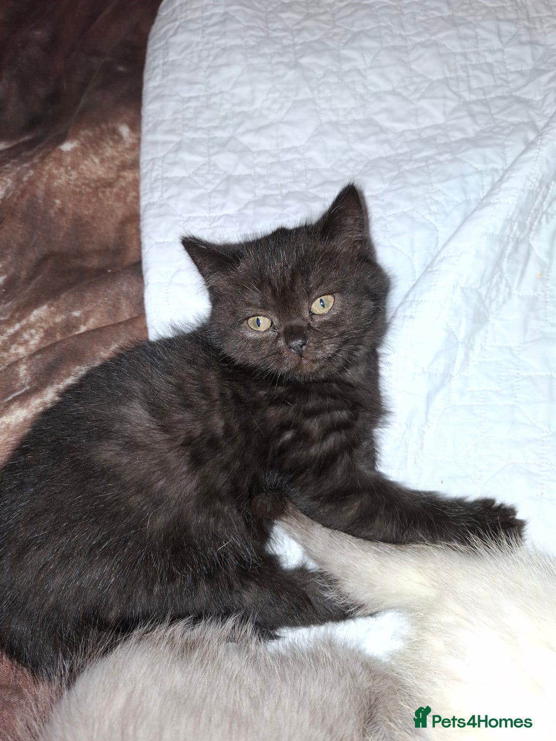 British Shorthair cats for sale: 5 British Shorthair Kittens For Sale - Image 8