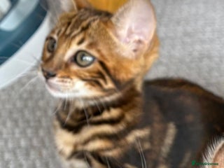 Bengal cats - Advert 32