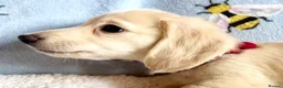 Miniature Dachshund dogs for sale: Cream long haired kc ready to go now - Advert 23