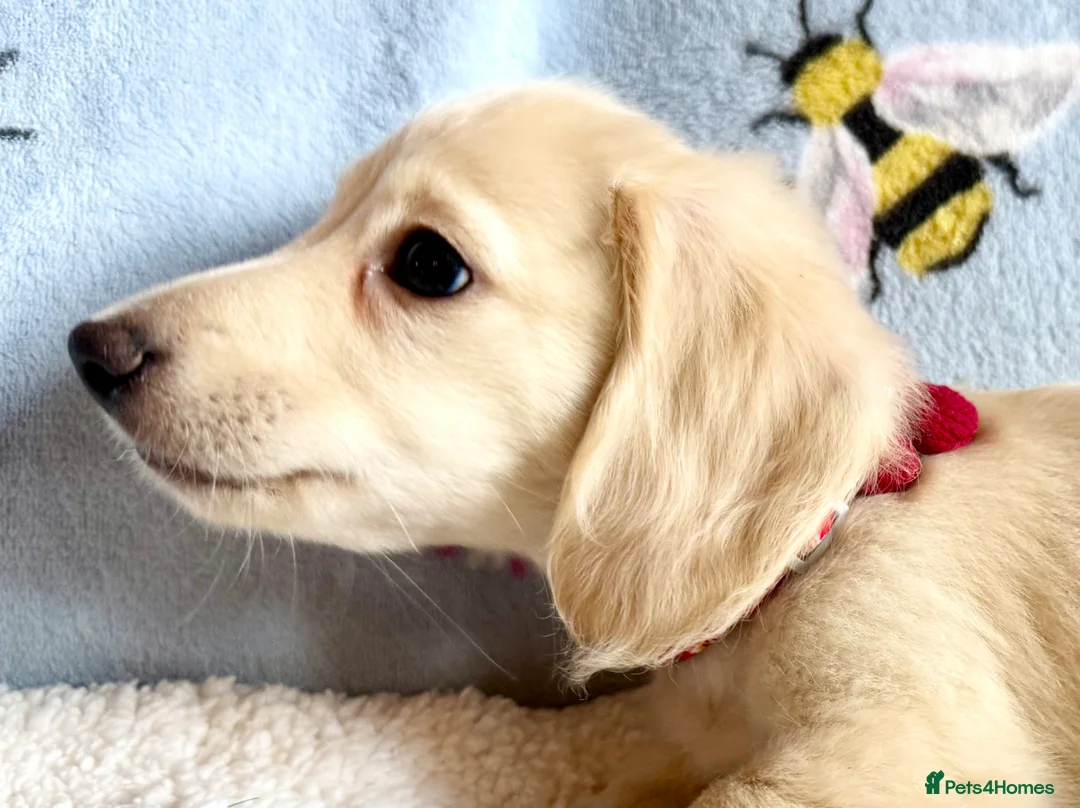 Miniature Dachshund dogs for sale: Cream long haired kc ready to go now - Advert 23