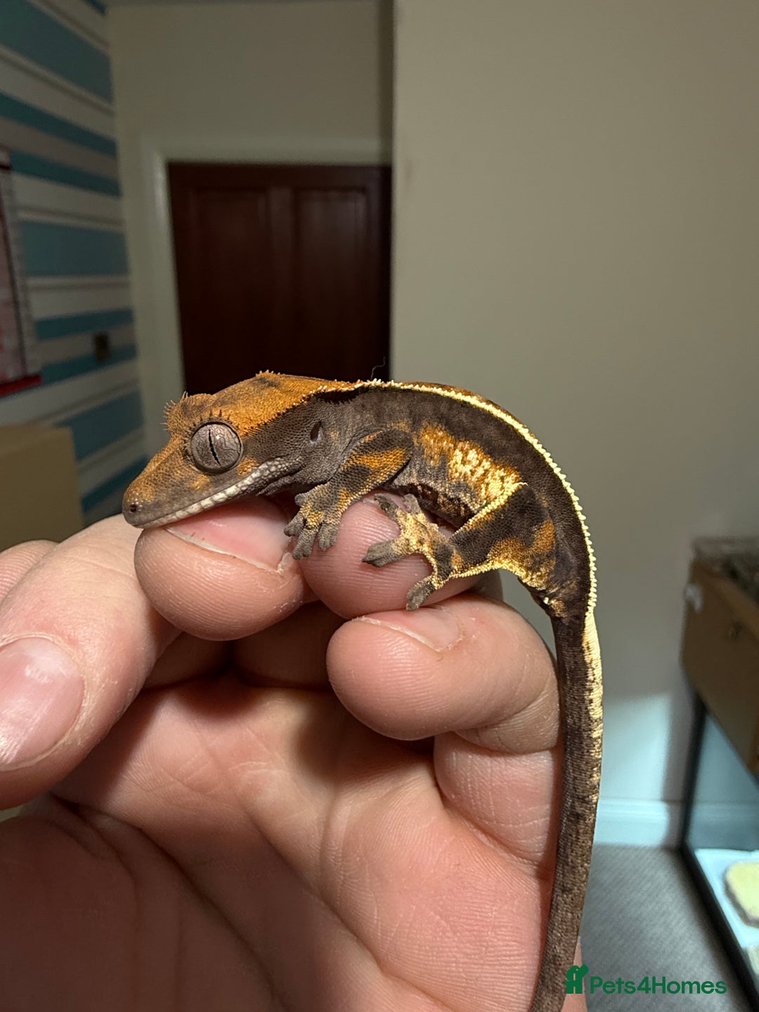 Gecko reptiles for sale: 🔥🔥🔥 Baby crested Geckos 🔥🔥🔥 - Advert 7