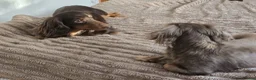 Miniature Dachshund dogs for sale: Beautiful Girls needing a forever home. - Advert 11