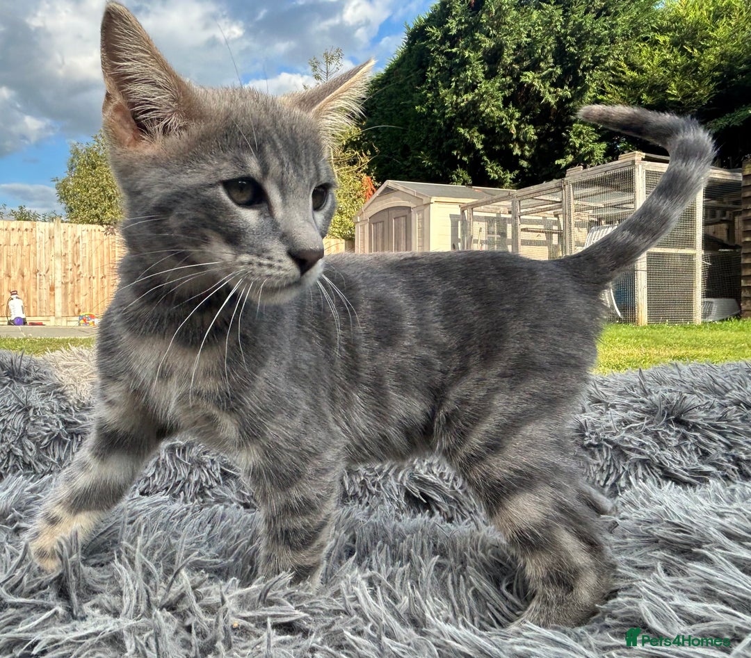Bengal cats for sale: Striking Blue TICA Male Bengal Kittens 💙  - Image 18