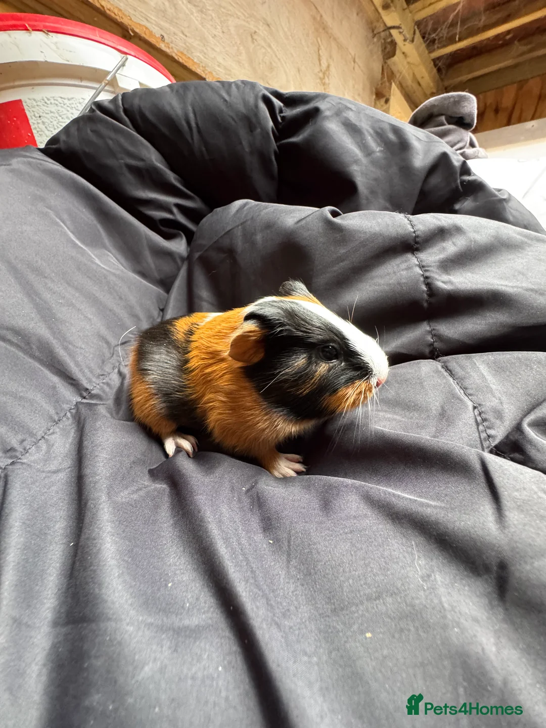 Guinea Pig rodents for sale: 6 beautiful friendly guinea pigs - Advert 10