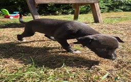Whippet dogs for sale: 2 stunning purebred whippet ladies - Image 8