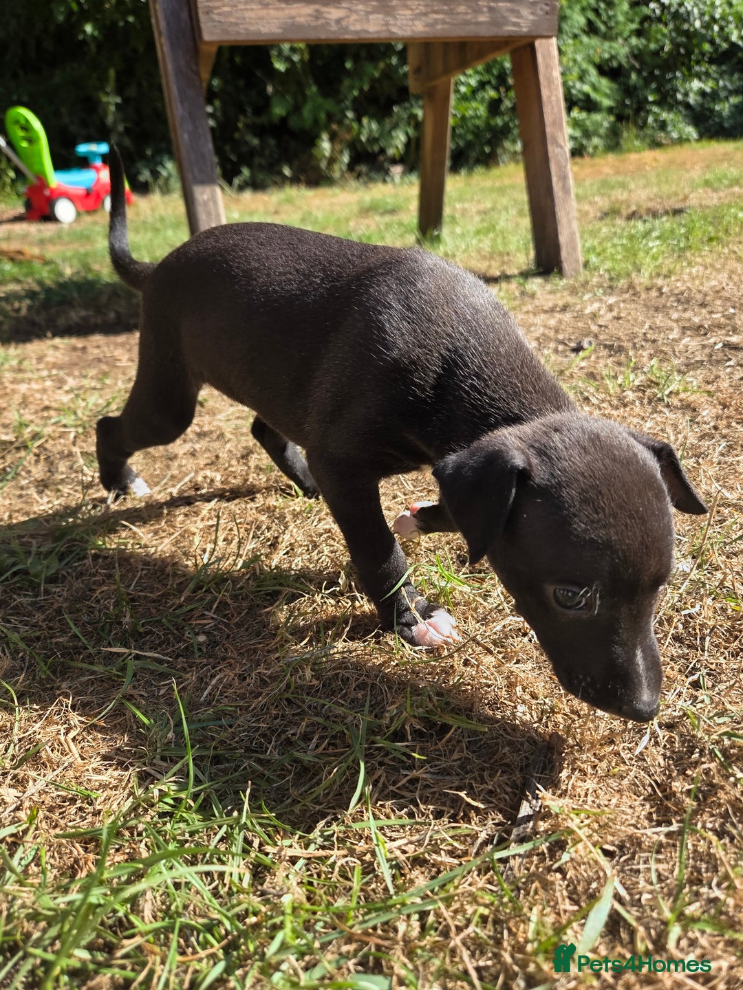 Whippet dogs for sale: 2 stunning purebred whippet ladies - Image 8