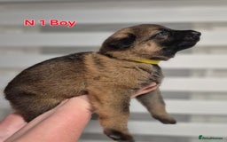 German Shepherd dogs for sale: German Shepherd  - Image 2