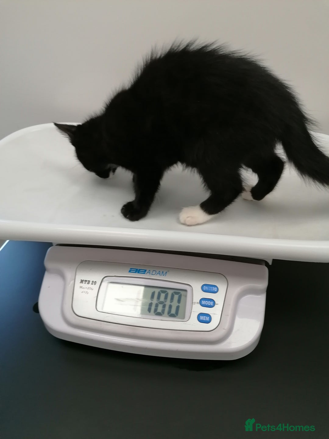Mixed Breed cats for adoption: 💙🐱 OREO & SHADOW 😺💙 - Image 20