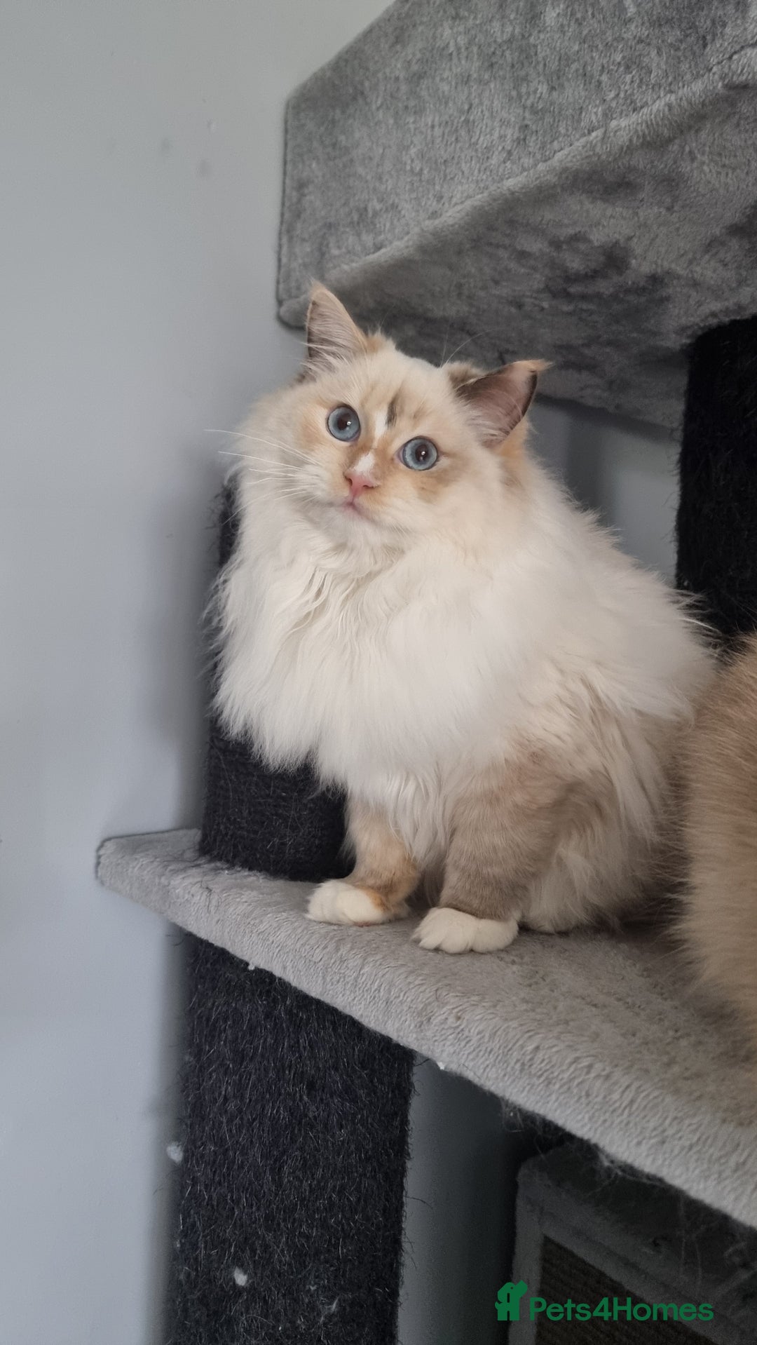 Ragdoll cats for sale: GCCF REGISTERED RAGDOLL ADULTS - Advert 8