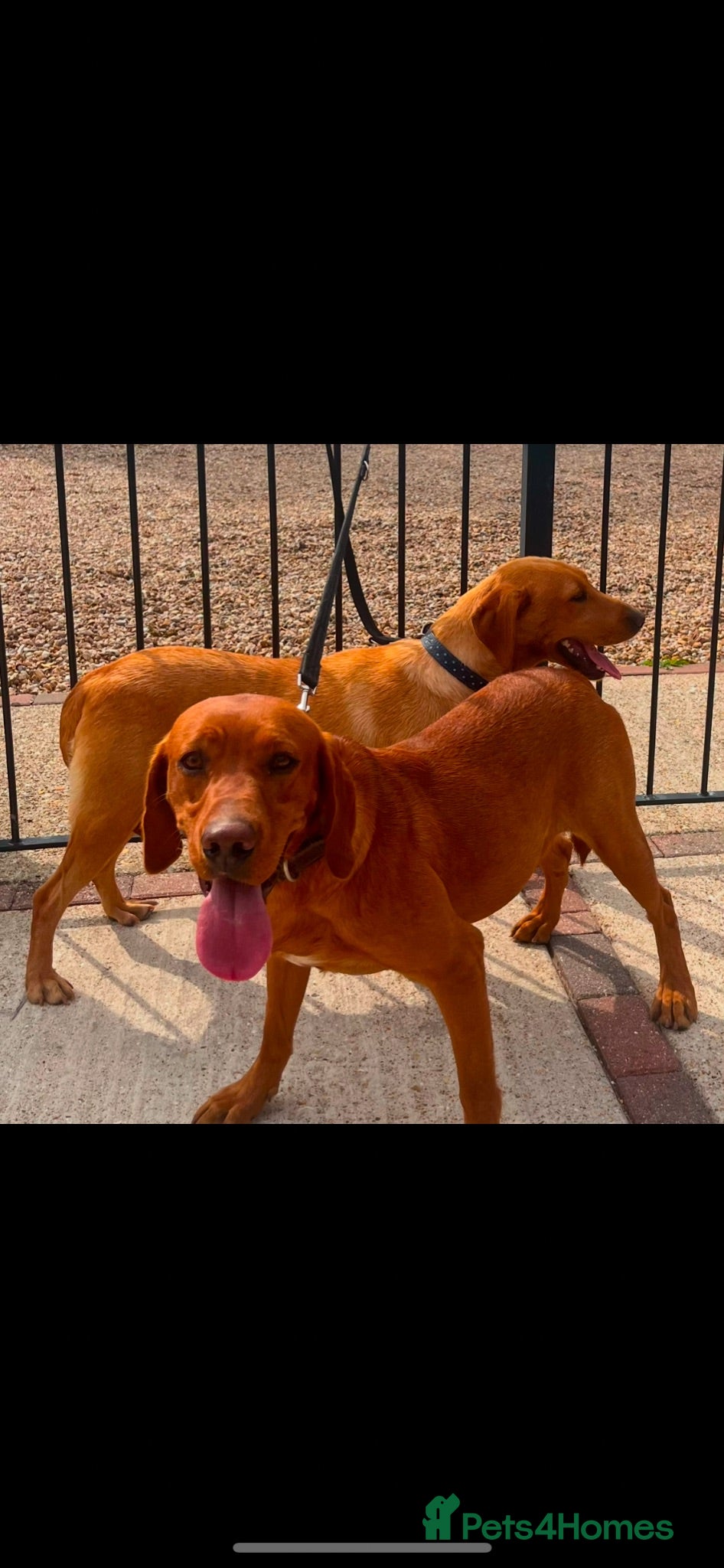 Labrador Retriever dogs Fox red Labrador  - Advert 1