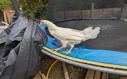 Chickens poultry for sale: 3 Egg laying chicken (POL) - Image 3