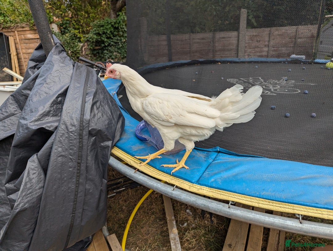 Chickens poultry for sale: 3 Egg laying chicken (POL) - Image 3
