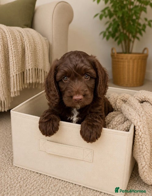Cockapoo dogs READY TO GO NOW F1 cockerpoo puppies - Advert 1