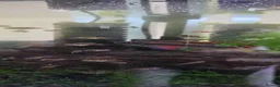 Other/Mixed Breed fish for sale: Rainbow Kribs (Pelvicachromis pulcher) in Coventry - Advert 3