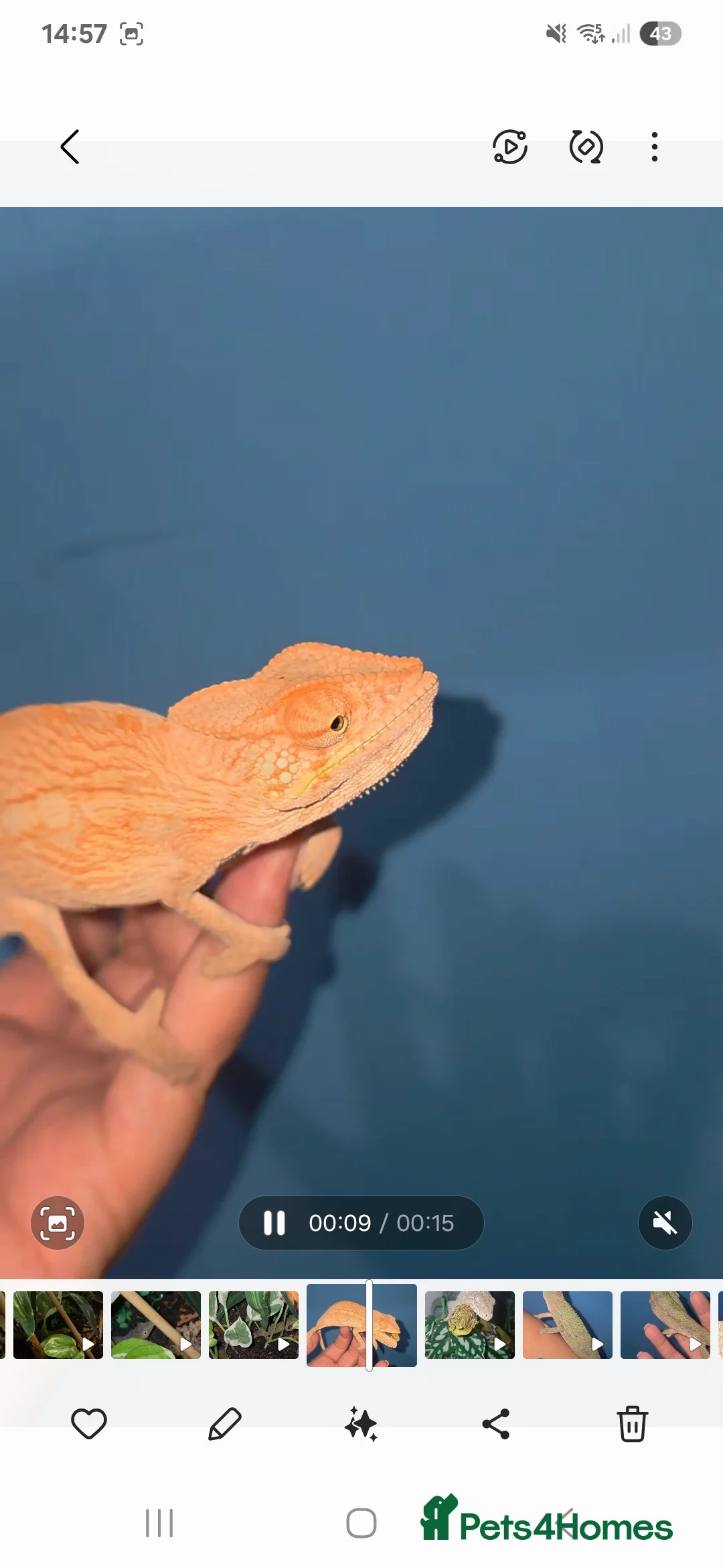 Chameleon reptiles for sale: Female Nosy Faly Chameleon  - Advert 4