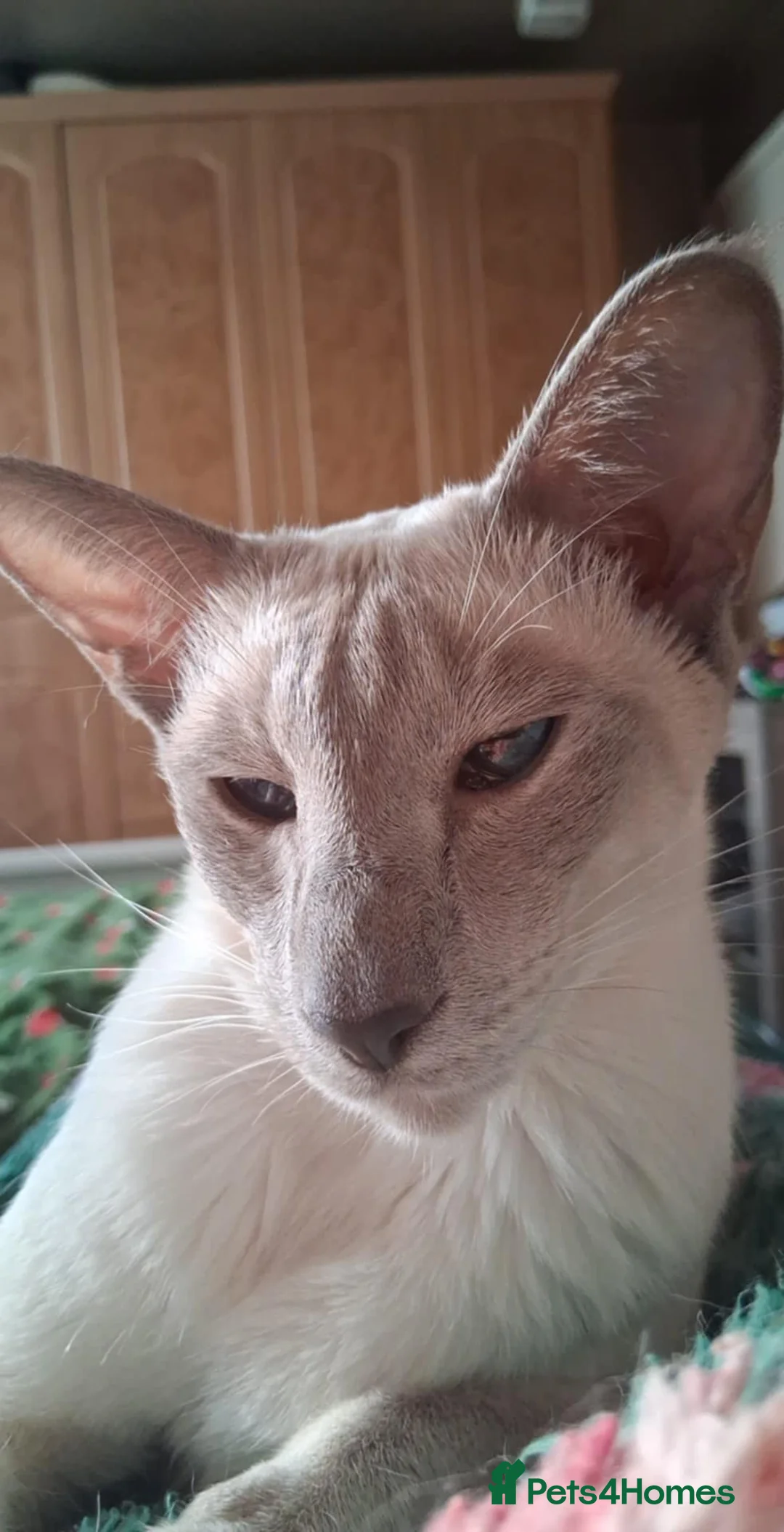 Siamese cats for sale: Male Siamese Kittens GCCF registered in Gretna - Advert 2