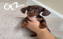 Miniature Dachshund dogs for sale: Absolutely beautiful miniature dachshund  - Image 4
