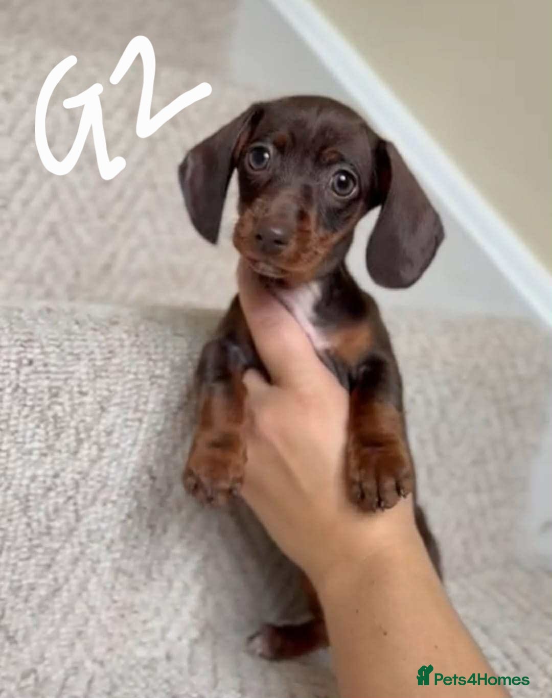 Miniature Dachshund dogs for sale: Absolutely beautiful miniature dachshund  - Image 4