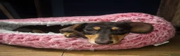 Miniature Dachshund dogs for sale: Beautiful Chocolate & Cream Miniature Dachshund - Advert 6