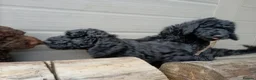 Standard Poodle dogs for sale: Two Beautiful Poodle Puppies left 🩷 - Advert 6
