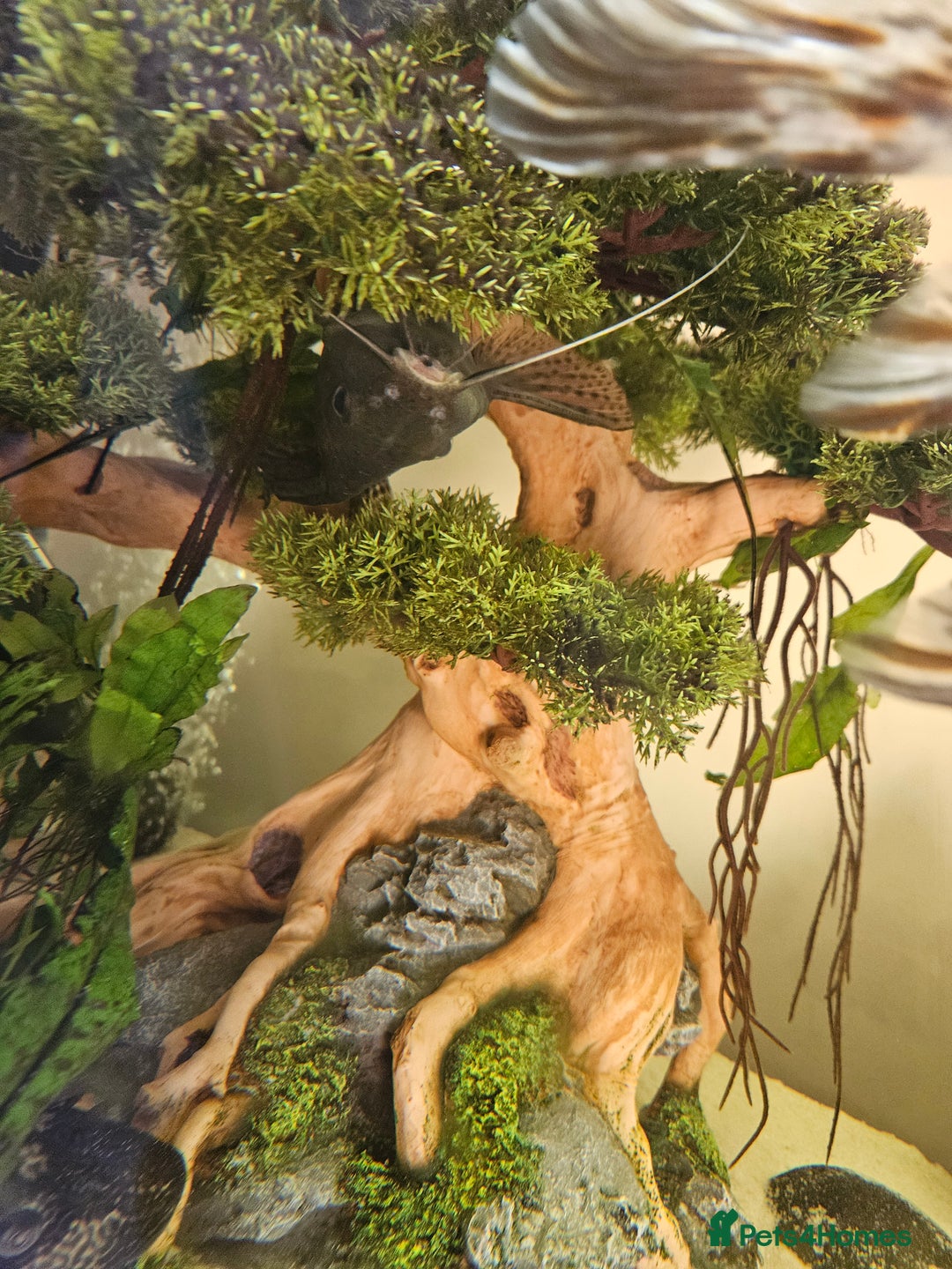 Fancy Goldfish fish for sale: Selection of fancy gold fish - Image 5
