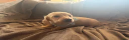 Miniature Dachshund dogs for sale: Cream Long Haired Pups KC - Advert 10
