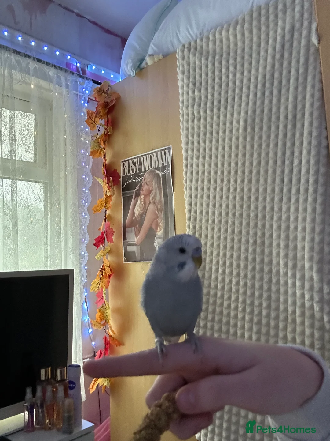 Budgerigars birds for sale: Bobby the Budgie - Advert 2