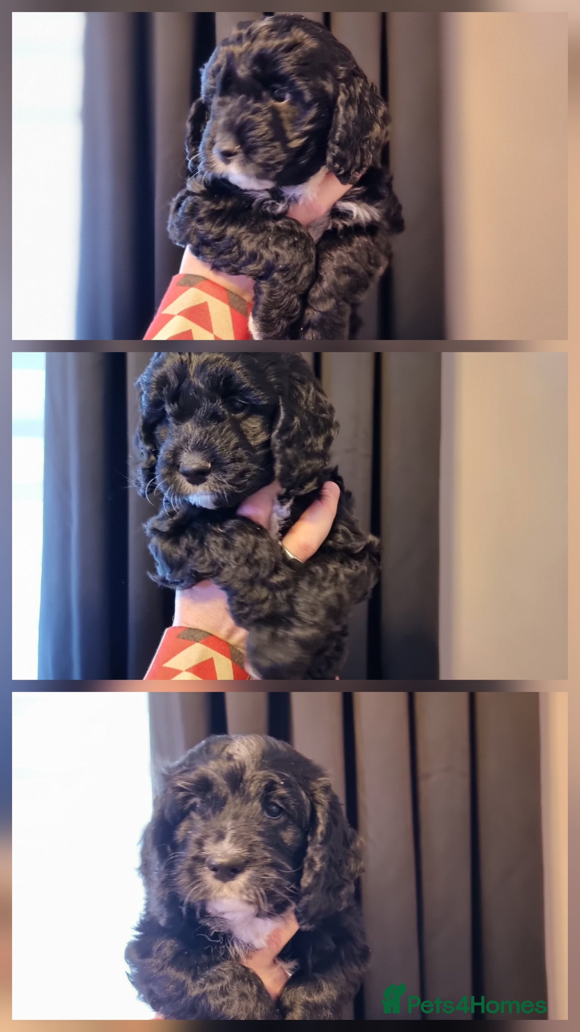 Cockapoo dogs Stunning f1 toy cockapoo's  - Advert 1