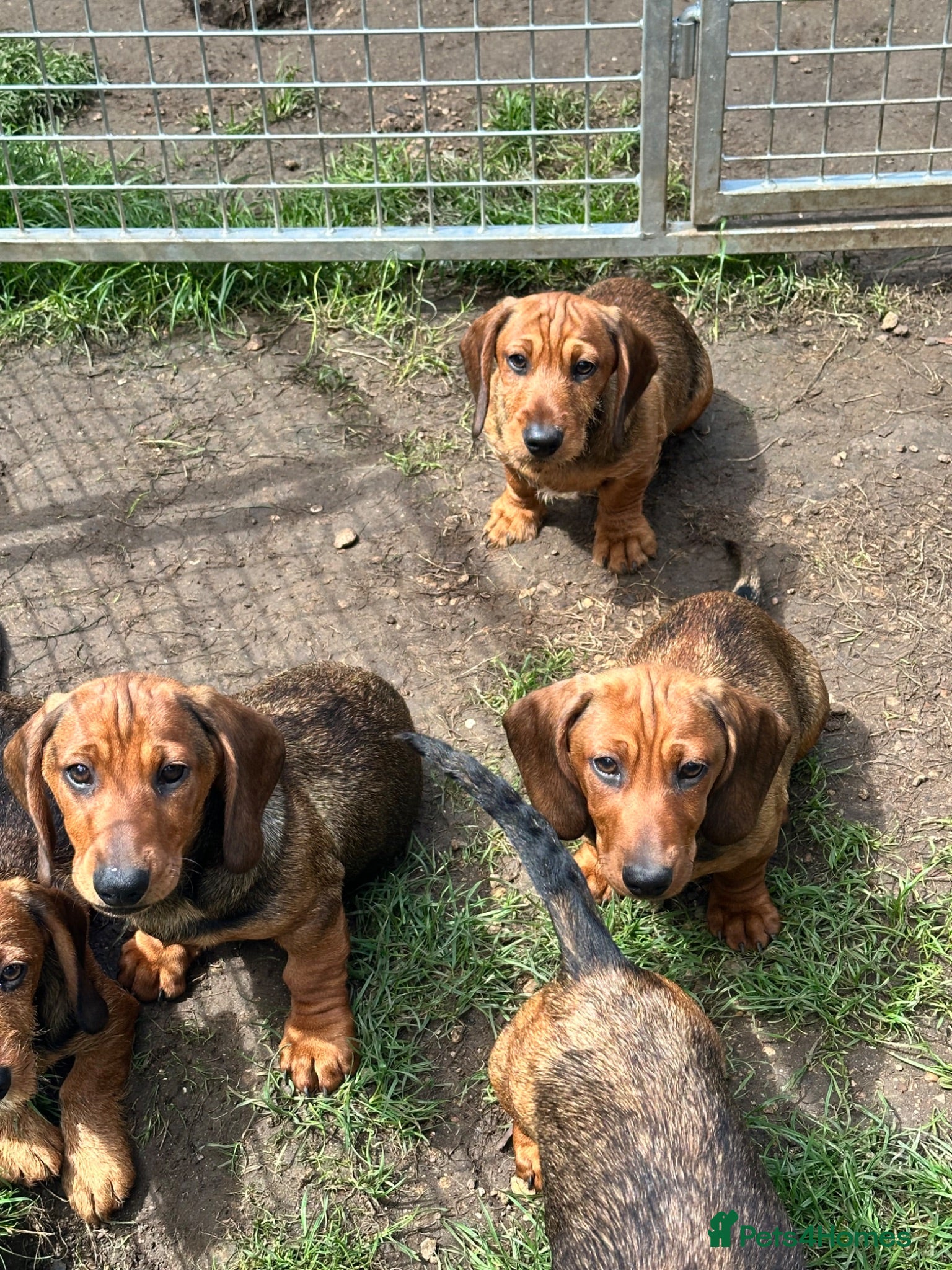 Dachshund dogs Wire haired & smooth recessives dachshunds - Advert 1