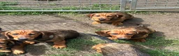 Dachshund dogs for sale: Wire haired & smooth recessives dachshunds - Advert 3