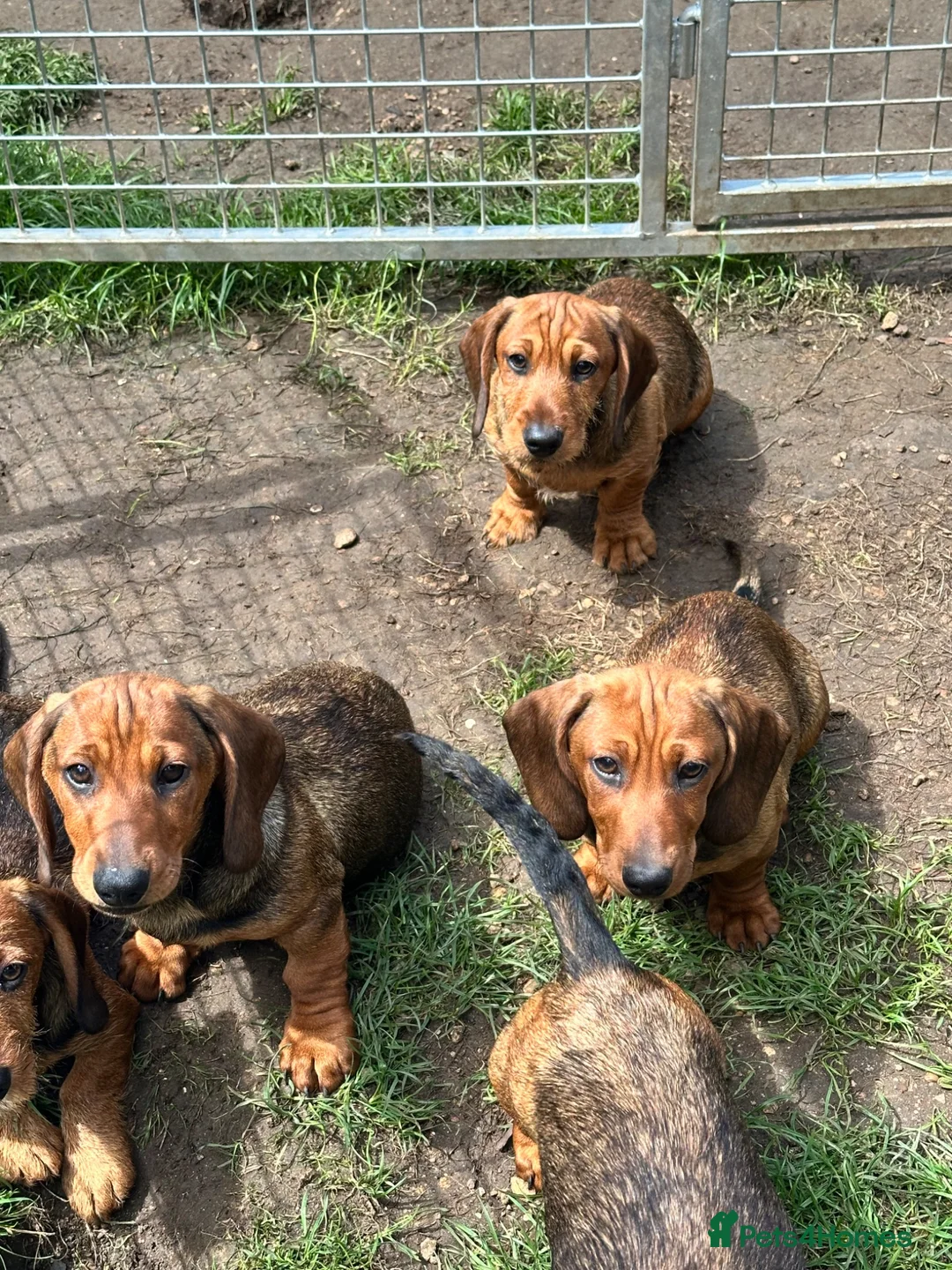 Dachshund dogs for sale: Dachshund  - Advert 1
