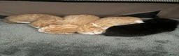 Mixed Breed cats for sale: 2 gorgeous ginger kittens - Advert 18