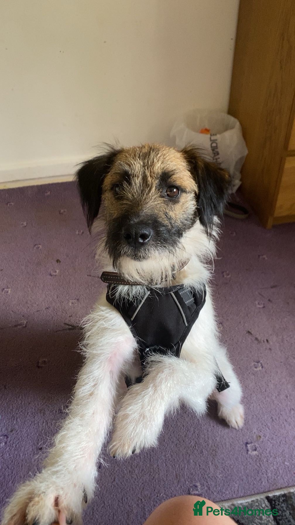 Patterjack dogs Scamp 14 month old patterjack - Advert 16