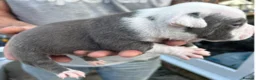 American Bully dogs for sale: Outstanding ABKC registered Micro Bully Litter! - Advert 15
