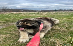 Caucasian Shepherd Dog dogs for sale: Pearl the Caucasian shepherd  - Image 3