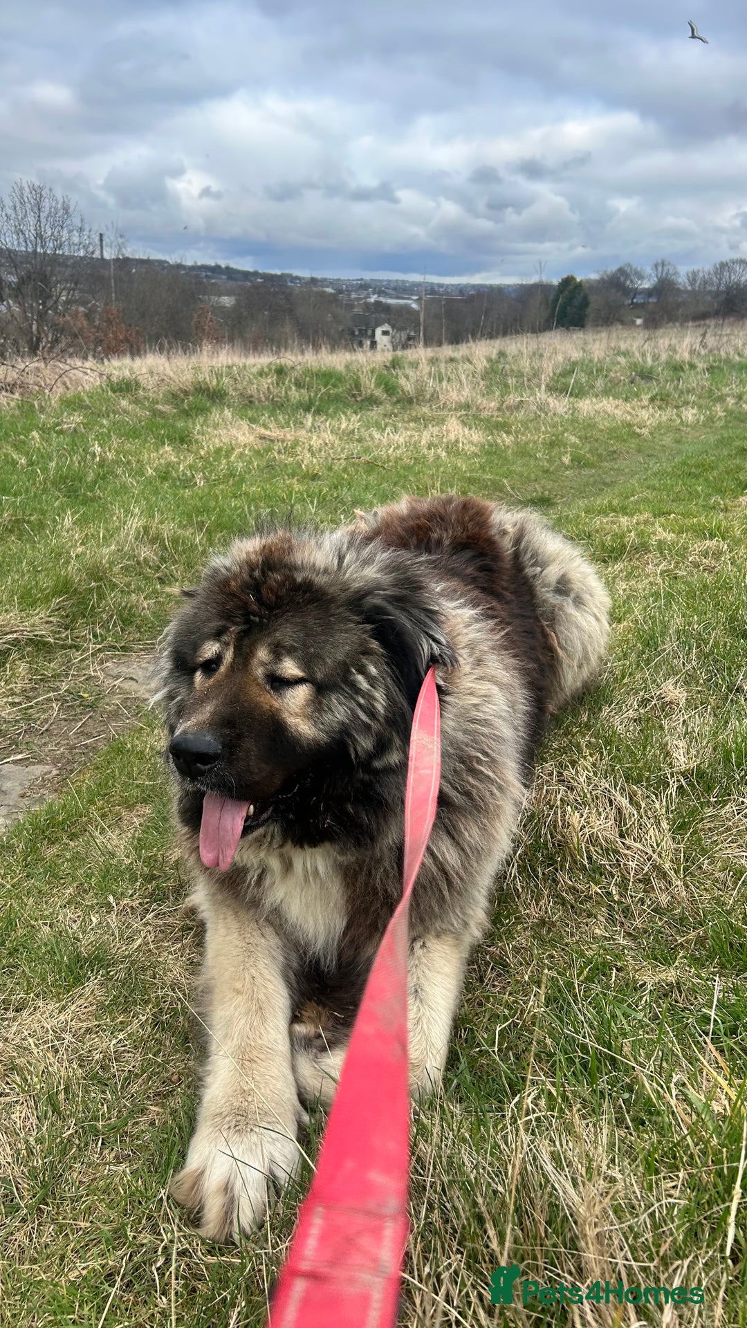 Caucasian Shepherd Dog dogs for sale: Pearl the Caucasian shepherd  - Image 3