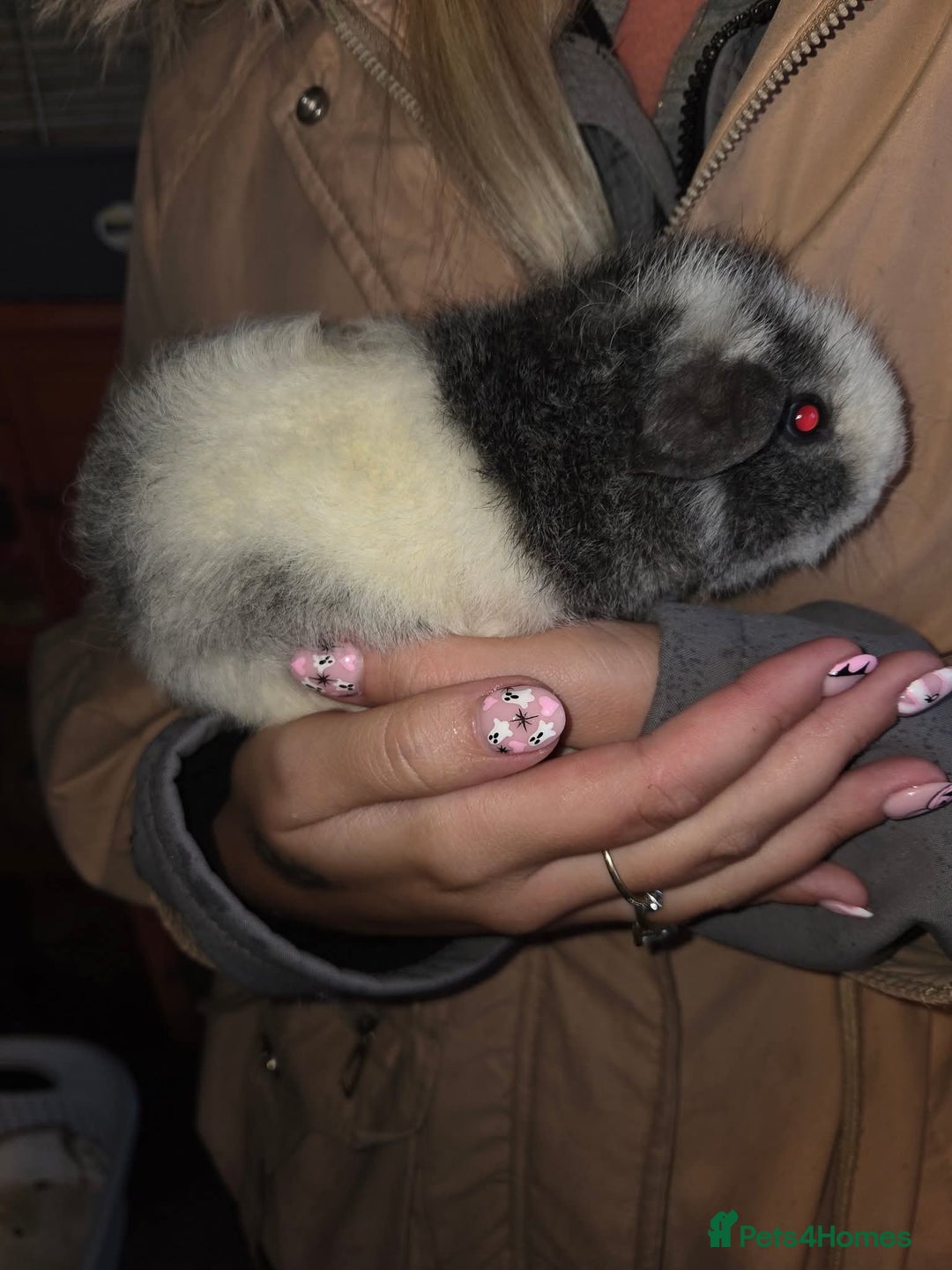 Guinea Pig rodents for sale: Baby guinea pigs - Image 4