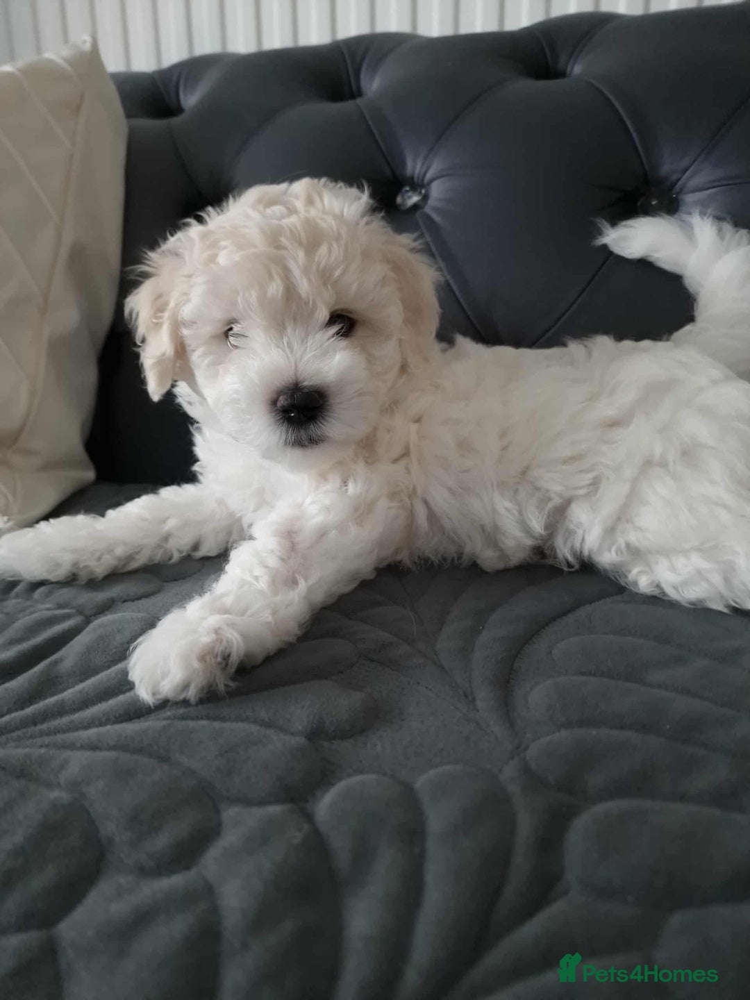 Maltese dogs for sale: 🐩 🏡 Beautiful maltese looking for new home 🏡🐩 - Image 17