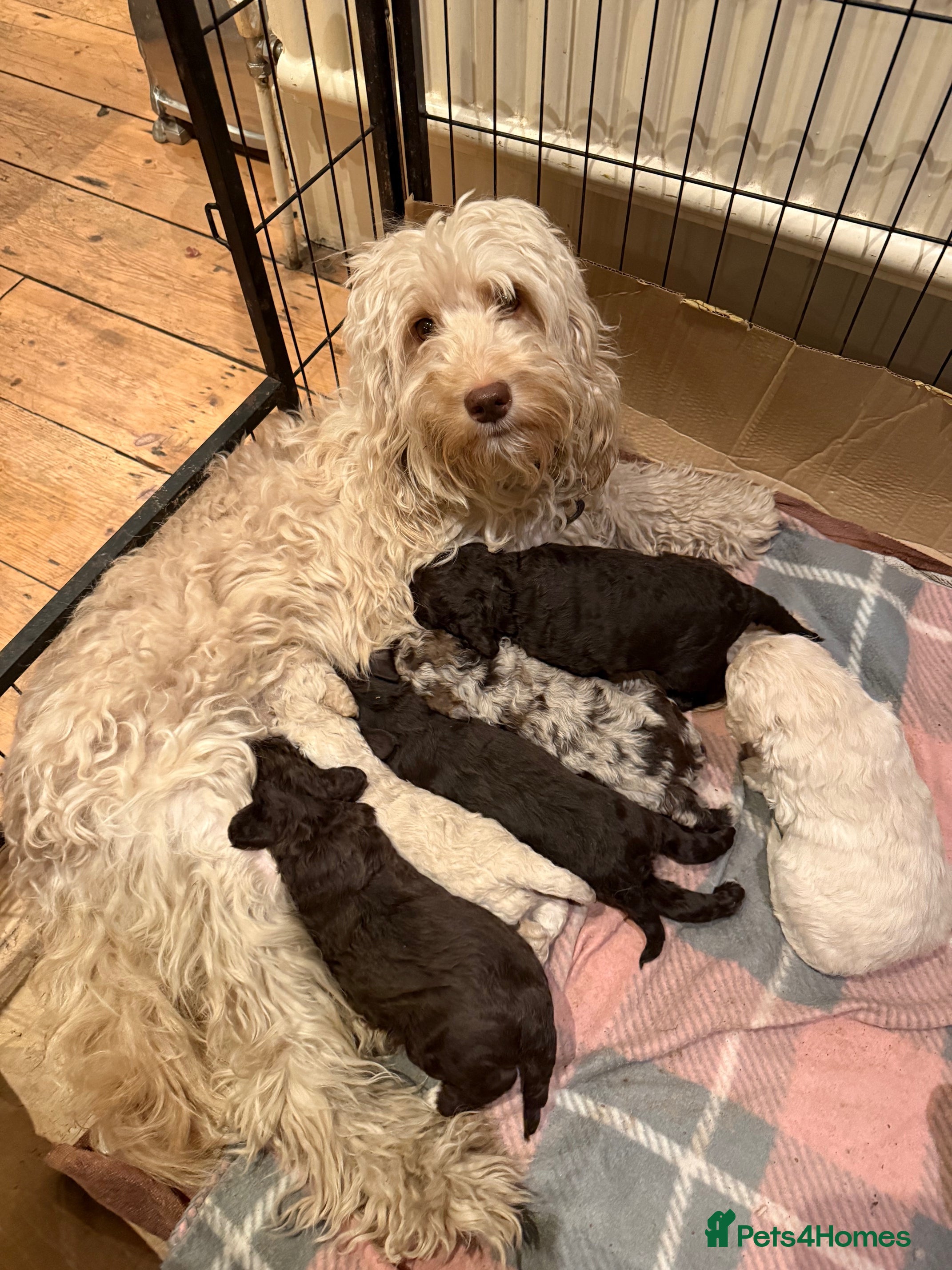 Labradoodle dogs MultiGen Miniature Merle Labradoodle Puppies  - Advert 17