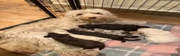 Labradoodle dogs for sale: MultiGen Miniature Merle Labradoodle Puppies  - Advert 1