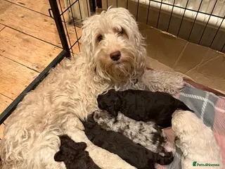 Labradoodle dogs MultiGen Miniature Merle Labradoodle Puppies - Advert 17