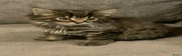 Mixed Breed cats for sale: 3 kittens for sale  - Advert 1