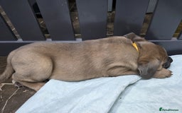 Cane Corso dogs for sale: Excellent Formentino Corso male puppies for sale.  - Image 22