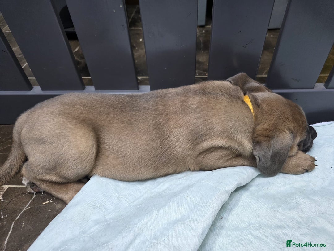 Cane Corso dogs for sale: Excellent Formentino Corso male puppies for sale.  - Image 22