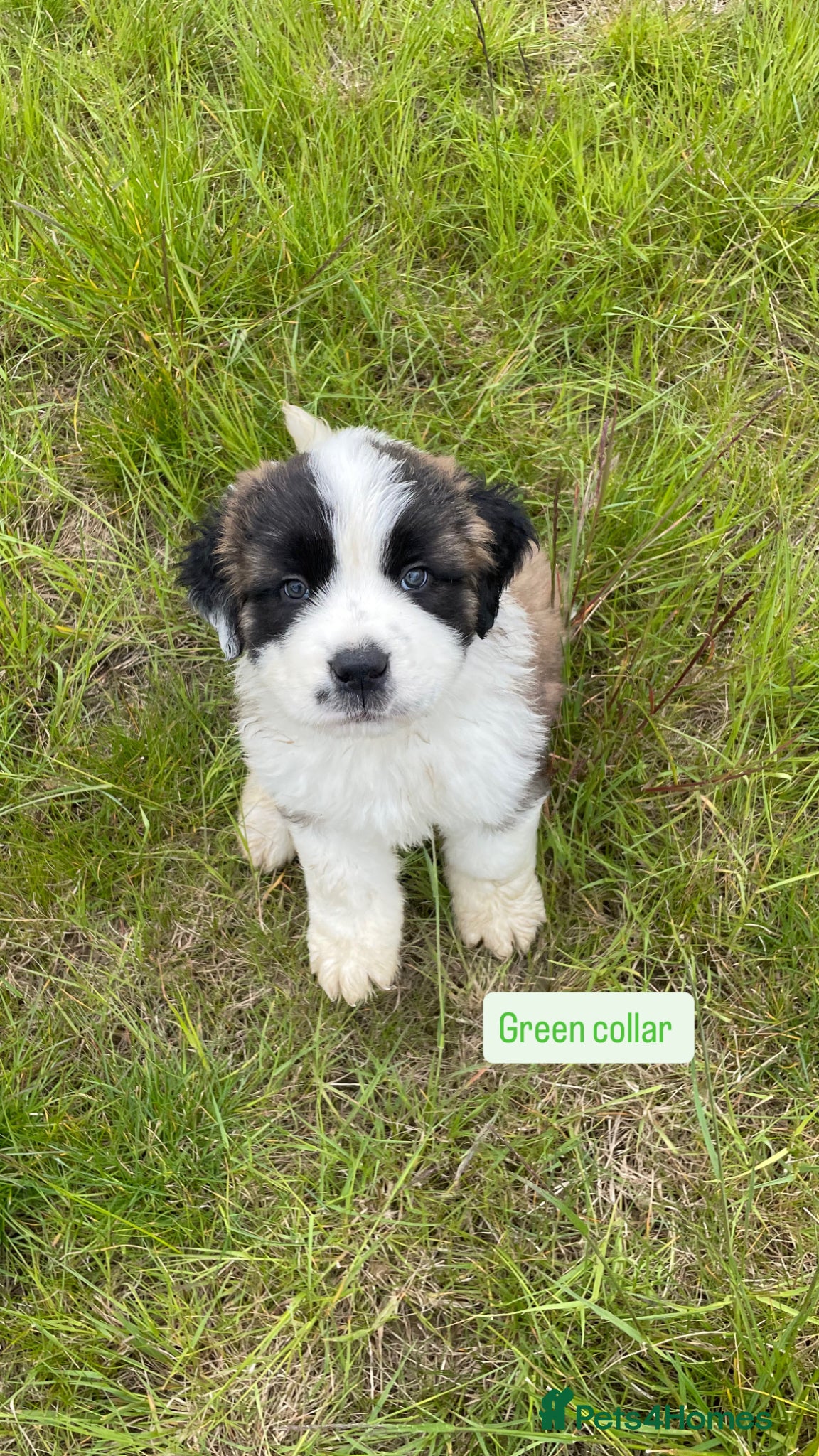 Saint Bernard dogs 4 beautiful kc reg st bernerd puppies. - Advert 3