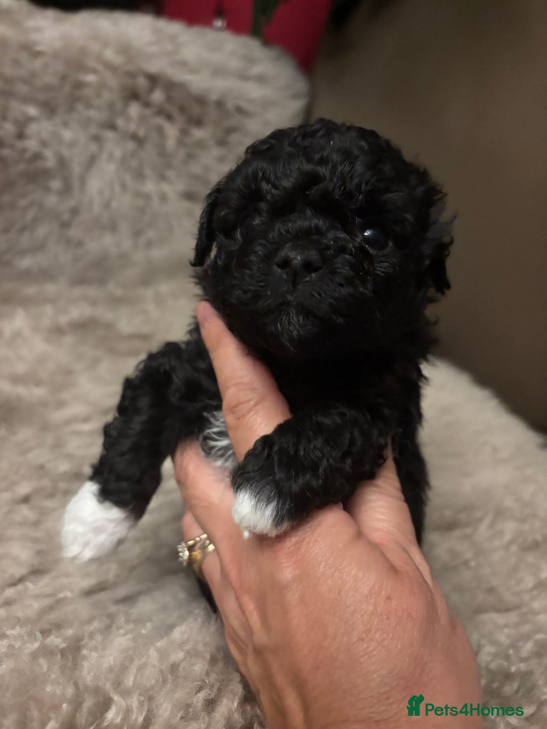 Mixed Breed dogs for sale: Adorable Bolonoodle Puppies - Advert 9
