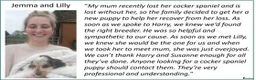 Cocker Spaniel dogs for sale: Stunning Show Cockers - Crufts Champion Pedigree in Stoke-on-Trent - Advert 18