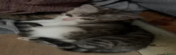 Bengal cats for sale: Soft fluffy bengals - Advert 5